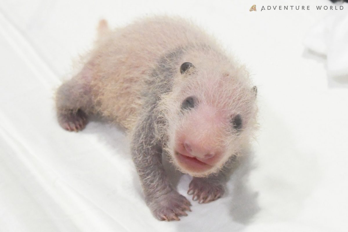 観光最前線 和歌山でパンダの赤ちゃん誕生 旬刊旅行新聞 株式会社旅行新聞新社