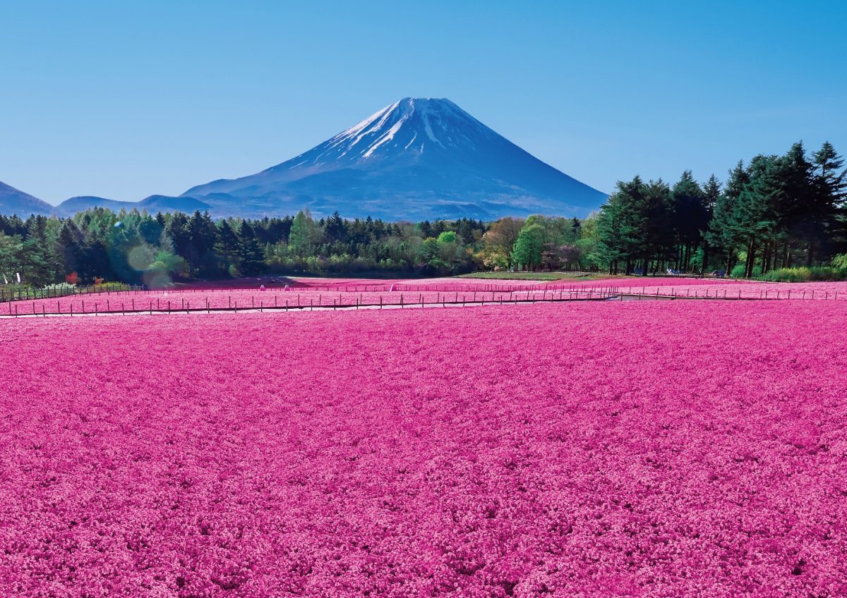 富士本栖湖リゾート、4月13日から富士芝桜まつり　英国庭園も営業開始　