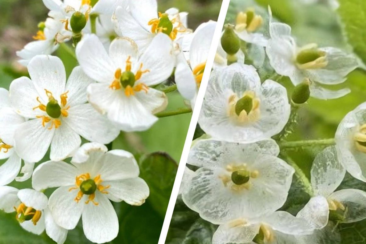 休暇村奥大山で4月下旬からサンヨウカ開花　雨で花びらが透明になる珍しい花