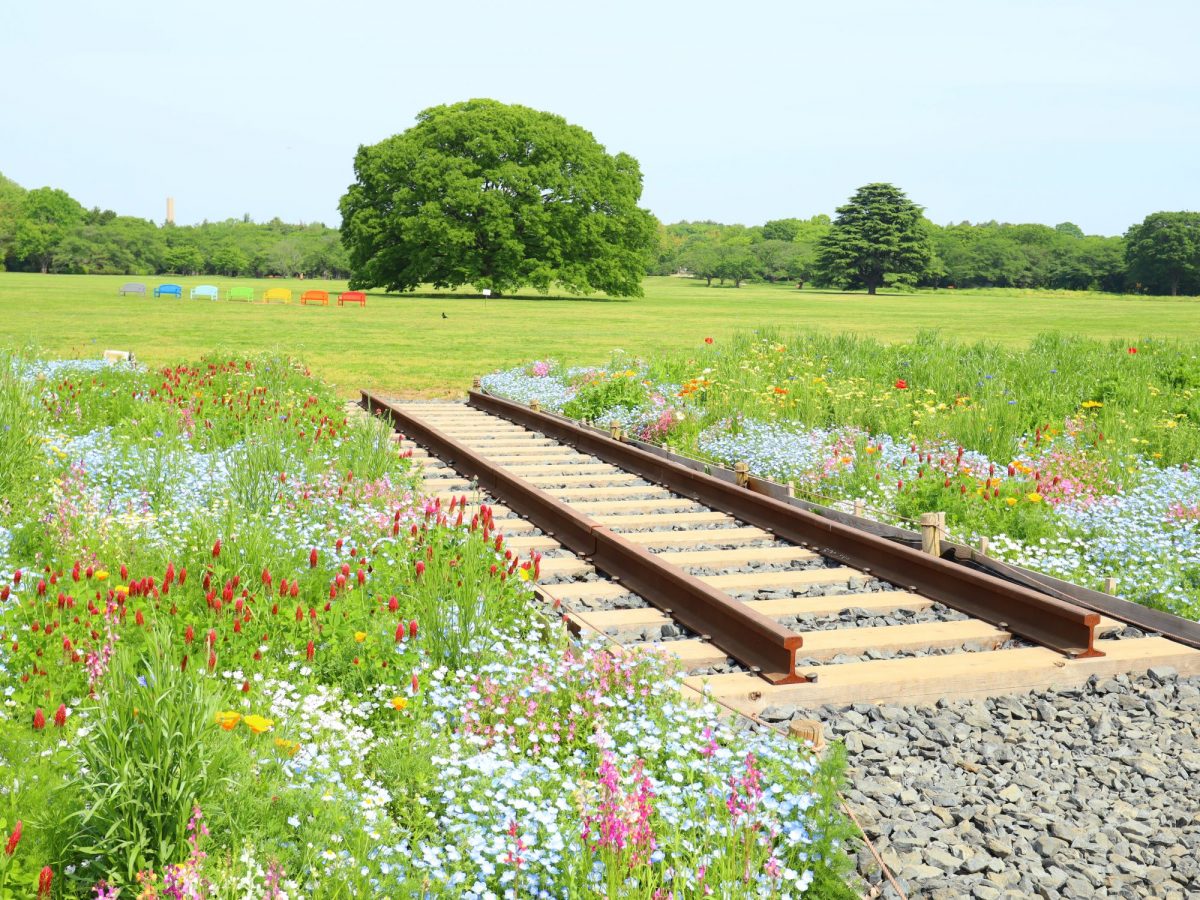 「どこを取っても花束に」　昭和記念公園、線路のあるブーケガーデンが見ごろ